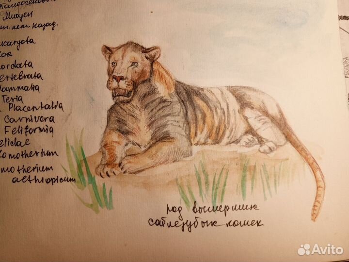 Рисую на заказ, дизайн