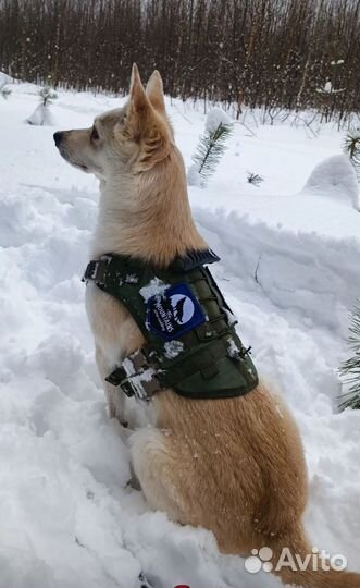 Шлейка для собаки