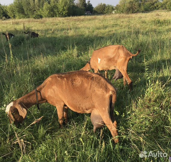 Козы дойные, козочки высокоудойных коз