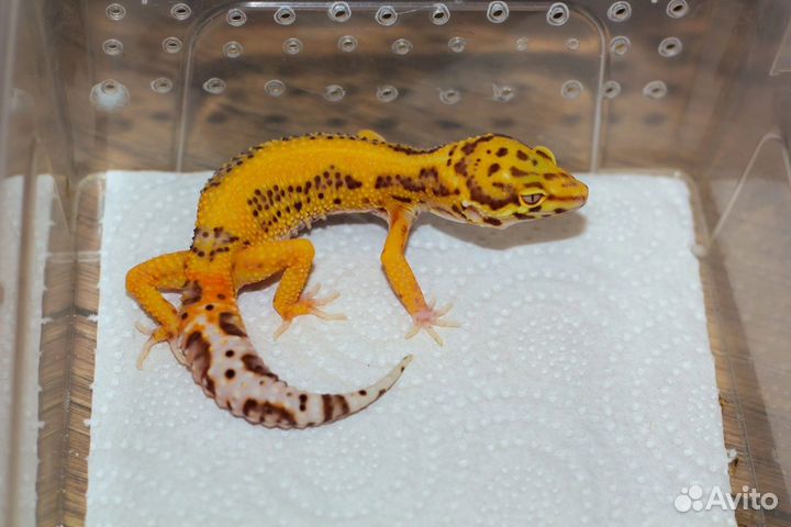 Геккон эублефар
