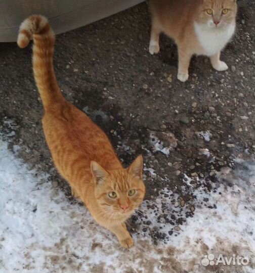 Мышеловка Сима (стерилизованная)