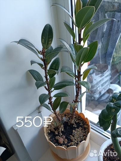 Фикус Мелани, филодендрон, пеперомия