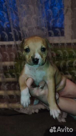 Продаются щенки