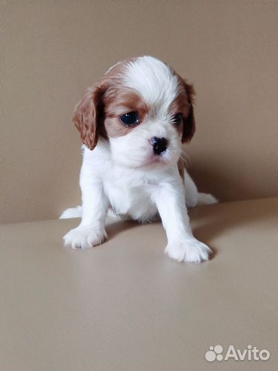 Девочка. РКФ