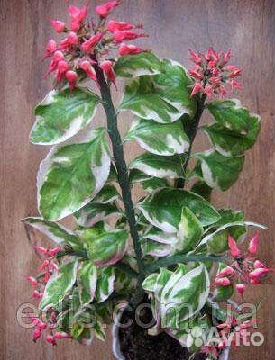 Педилантус,сингониум,сциндапсус