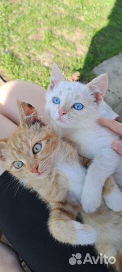 Котик в добрые руки бесплатно