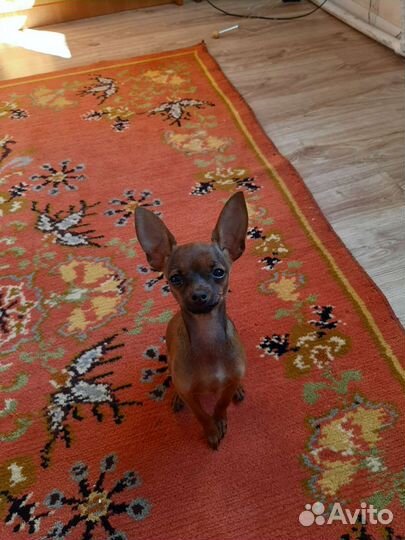 Мини той-терьер