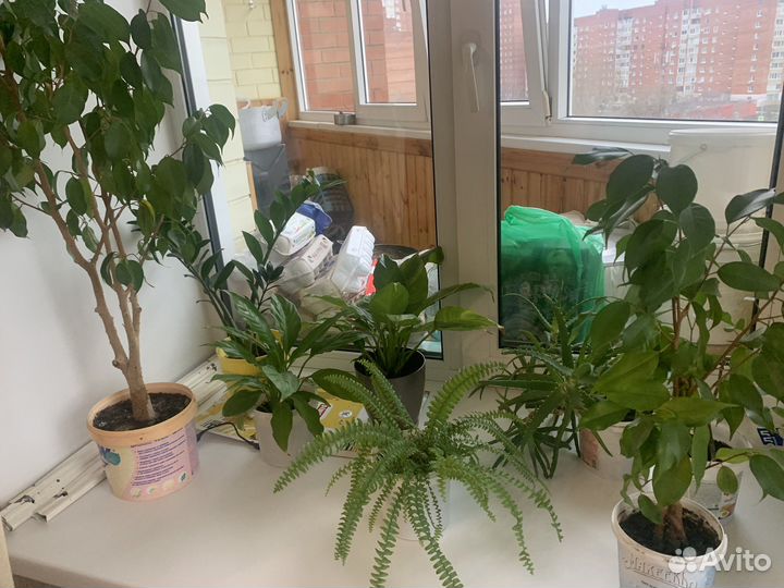 Растения, цветы, женское счастье