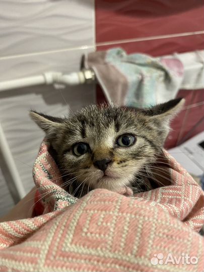 Котенок в добрые руки