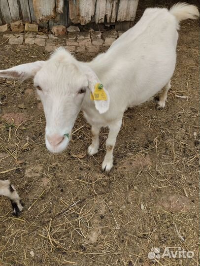 Коза дойная молочная