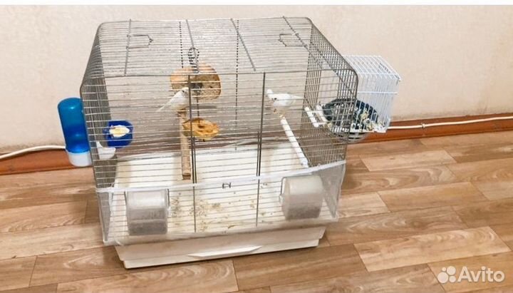 Семья канареек