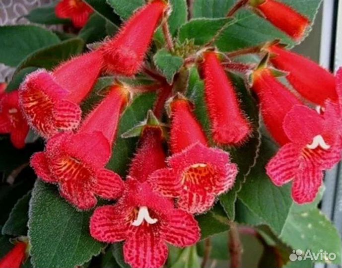 Зефирантес, Калерия