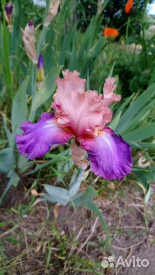 Ирис сортовой