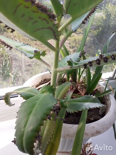 Цветы комнатные по200р