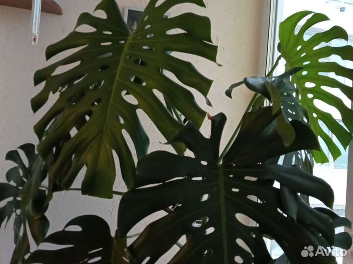Большая шикарная монстера