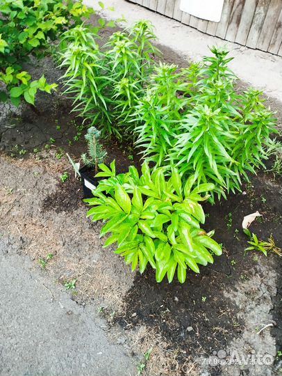 Лилии луковицы, клубни георгинов