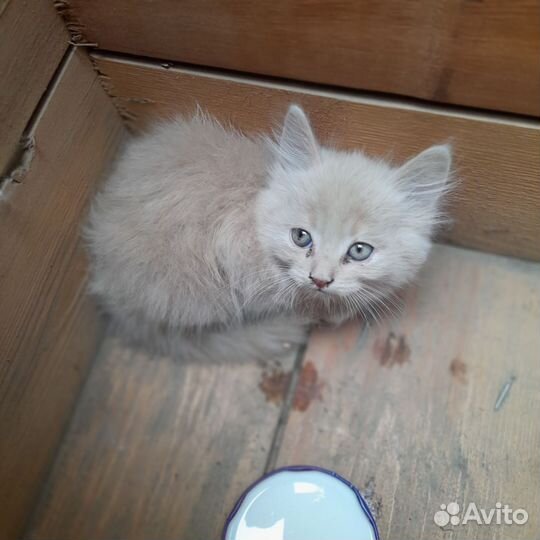 Отдам котёнка