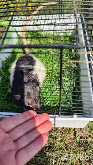 Крыса дамбо мальчик