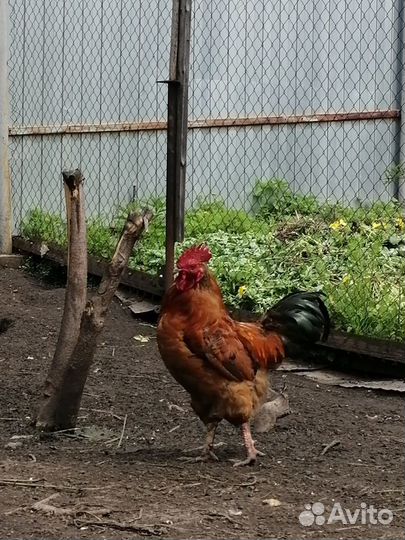 Петухи молодые