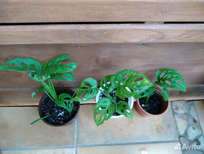 Монстера Манки Адансона. Комнатные цветы