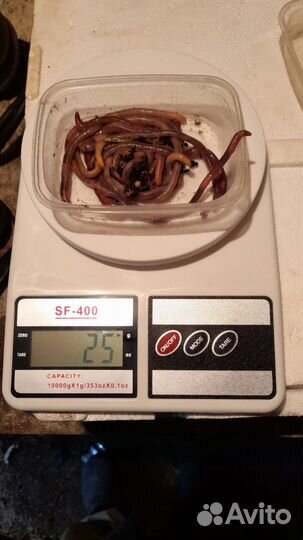 Черви дендробена и навозные