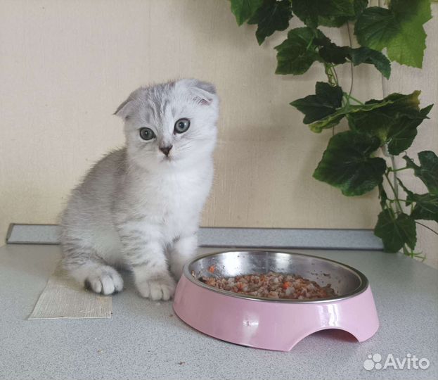 Корм для кошек