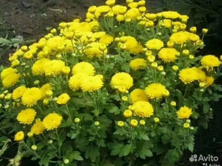 Саженцы хризантемы
