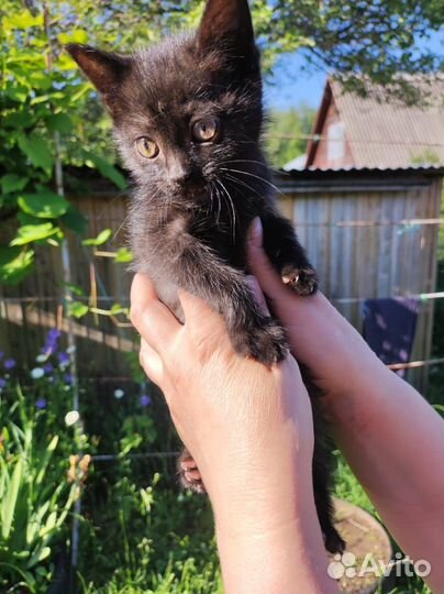 Кошки в добрые руки бесплатно