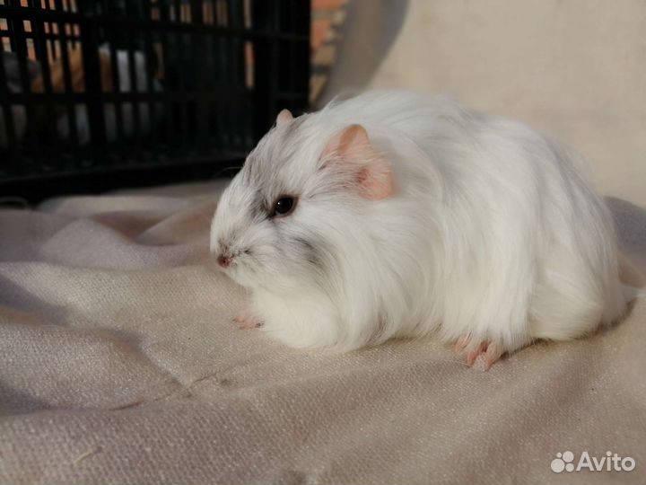 Морские свинки