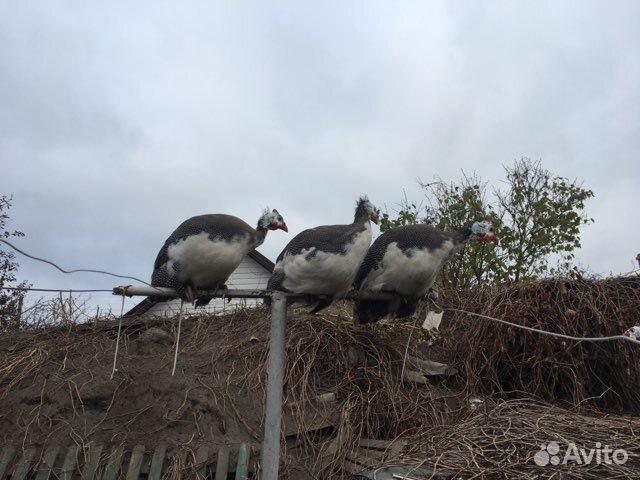 Мясо домашней птицы