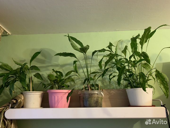 Комнатные цветы