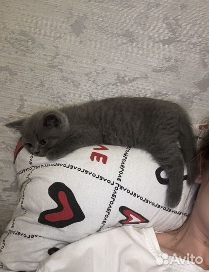 Британский котенок