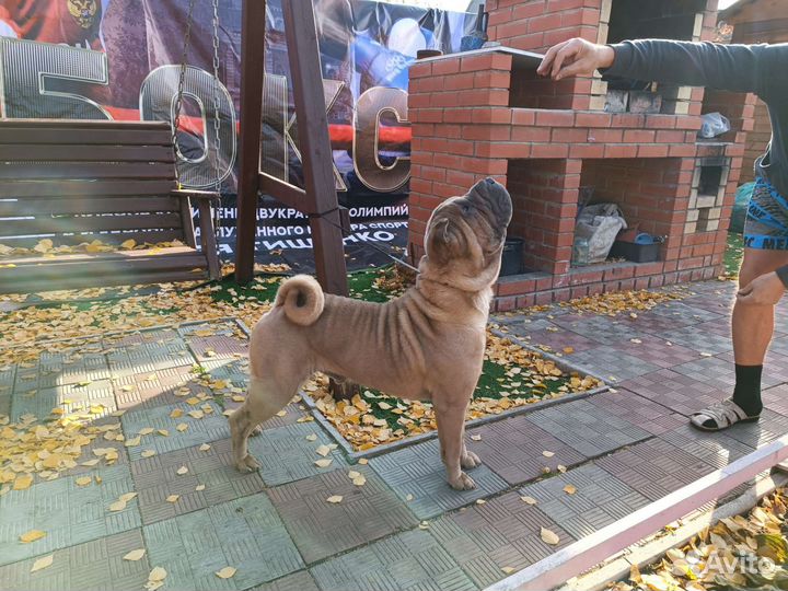 Шарпей вязка