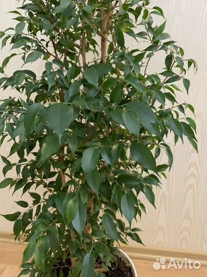 Фикус мелколистный