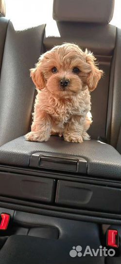 Щенки мальтипу f1 мини