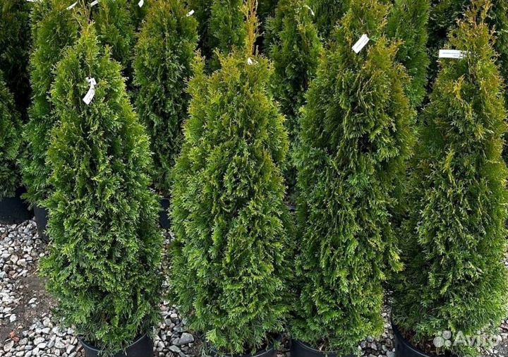 Купите Тую Смарагд для вашего сада