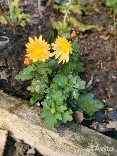 Хризантемы мультифлора