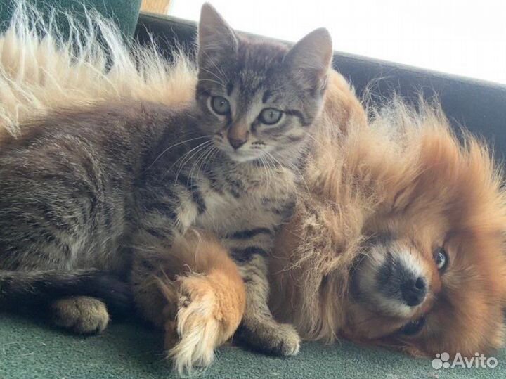 Котята бесплатно