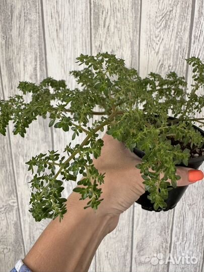 Пилея мелколистная