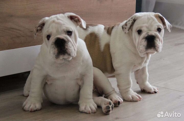 Английский бульдог