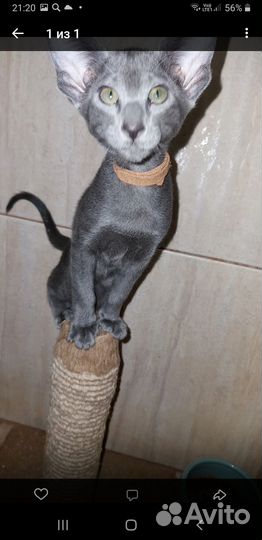 Ориентальные котята