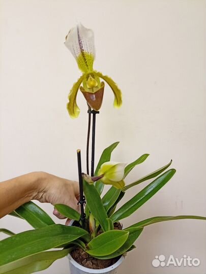 Орхидея башмачок Paphiopedilum Leanum