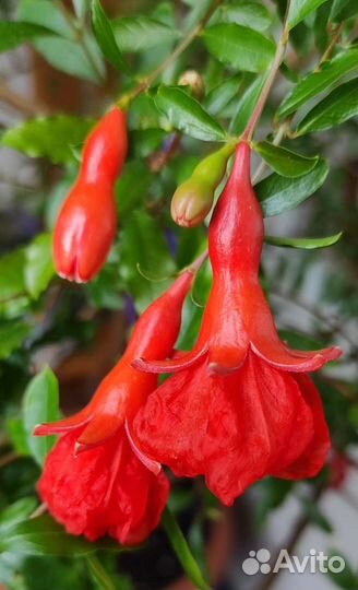 Гранат комнатный