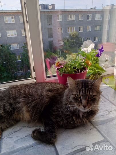 Взрослый кот. Метис мэйкуна