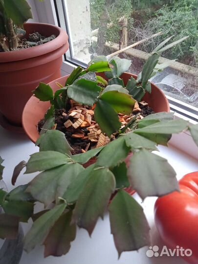 Комнатные цветы