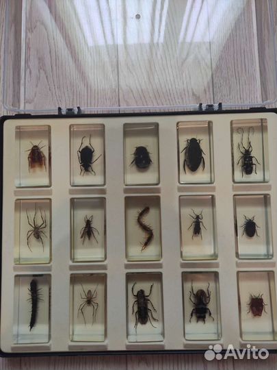 Насекомые и их знакомые