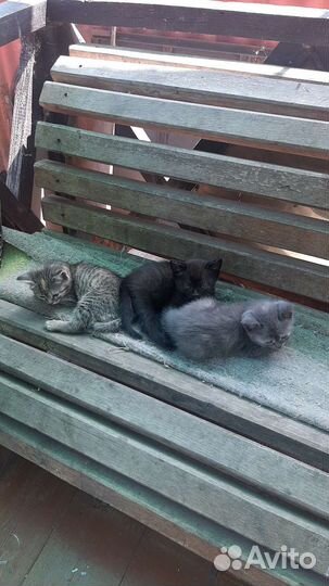 Отдам котят в хорошие руки