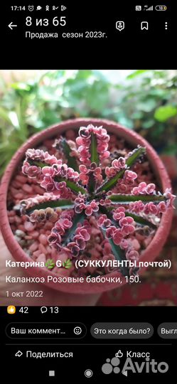 Каланхоэ, эхеверии, котиледоны, пахифитум