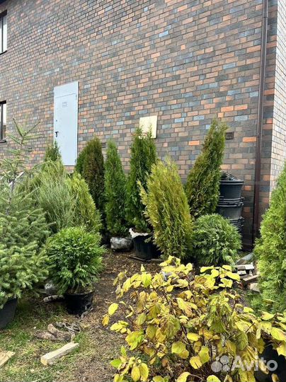 Туя Смарагд для живой изгороди