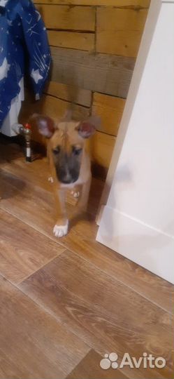 Щенки стандартного бультерьера